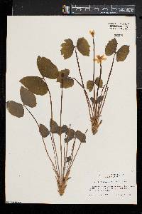 Jeffersonia diphylla image