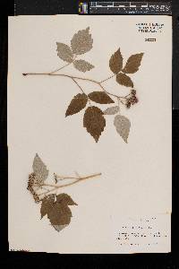 Rubus occidentalis image