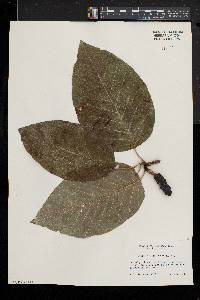 Magnolia acuminata image