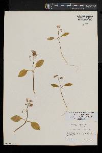 Claytonia caroliniana image