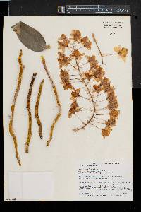 Dendrobium thyrsiflorum image
