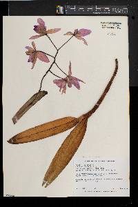 Image of Cattleya bowringiana