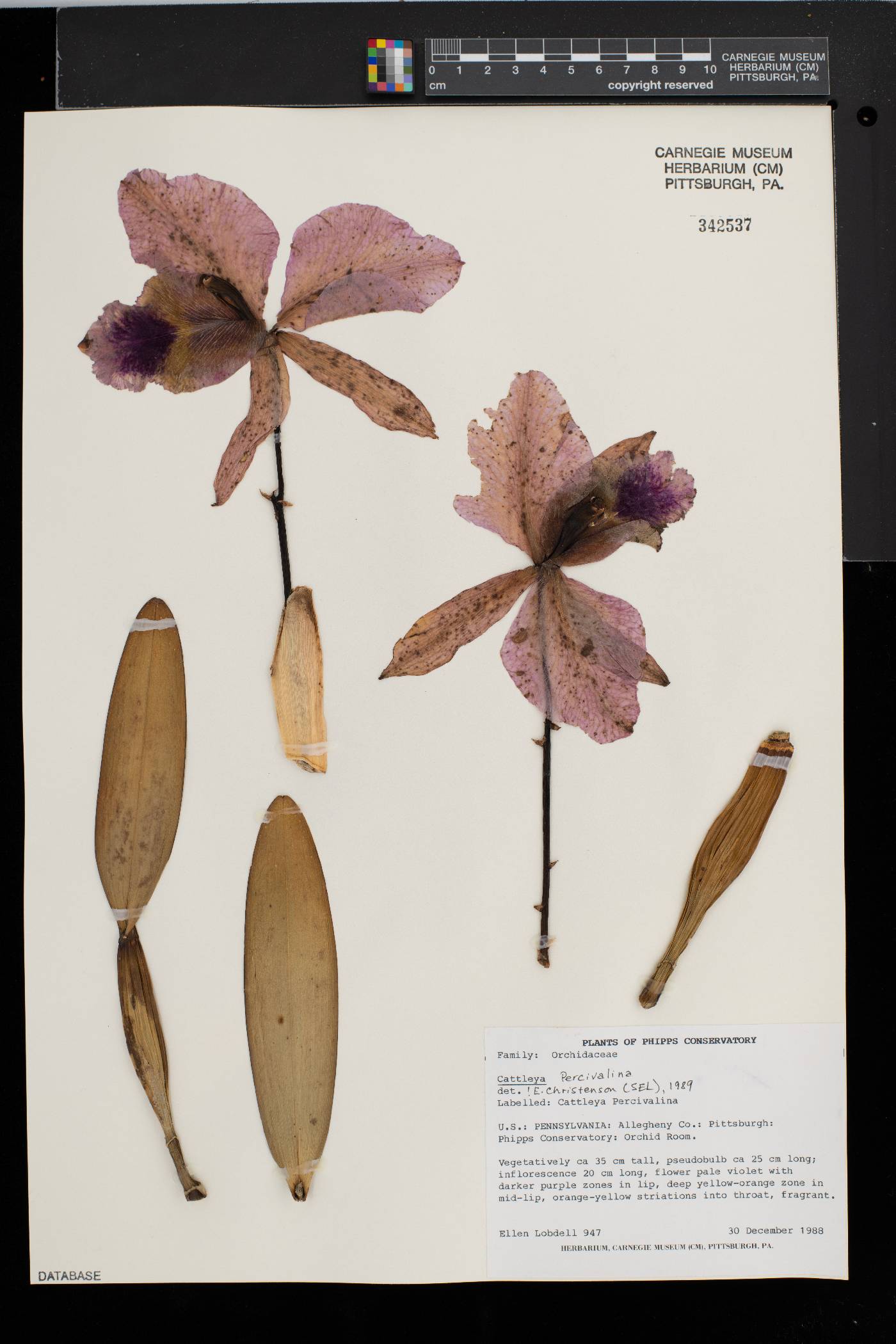 Cattleya percivaliana image