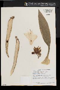 Catasetum sanguineum image