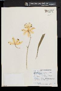 Miltoniopsis roezlii image