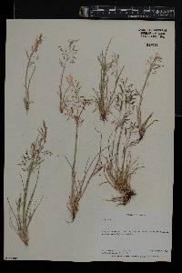 Eragrostis tenuifolia image