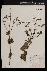 Salvia aurita image