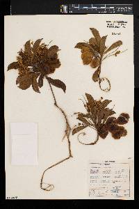 Terminalia phanerophlebia image