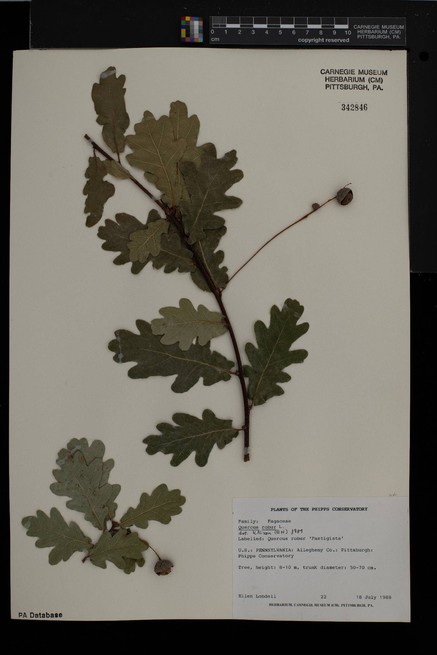 Quercus robur image