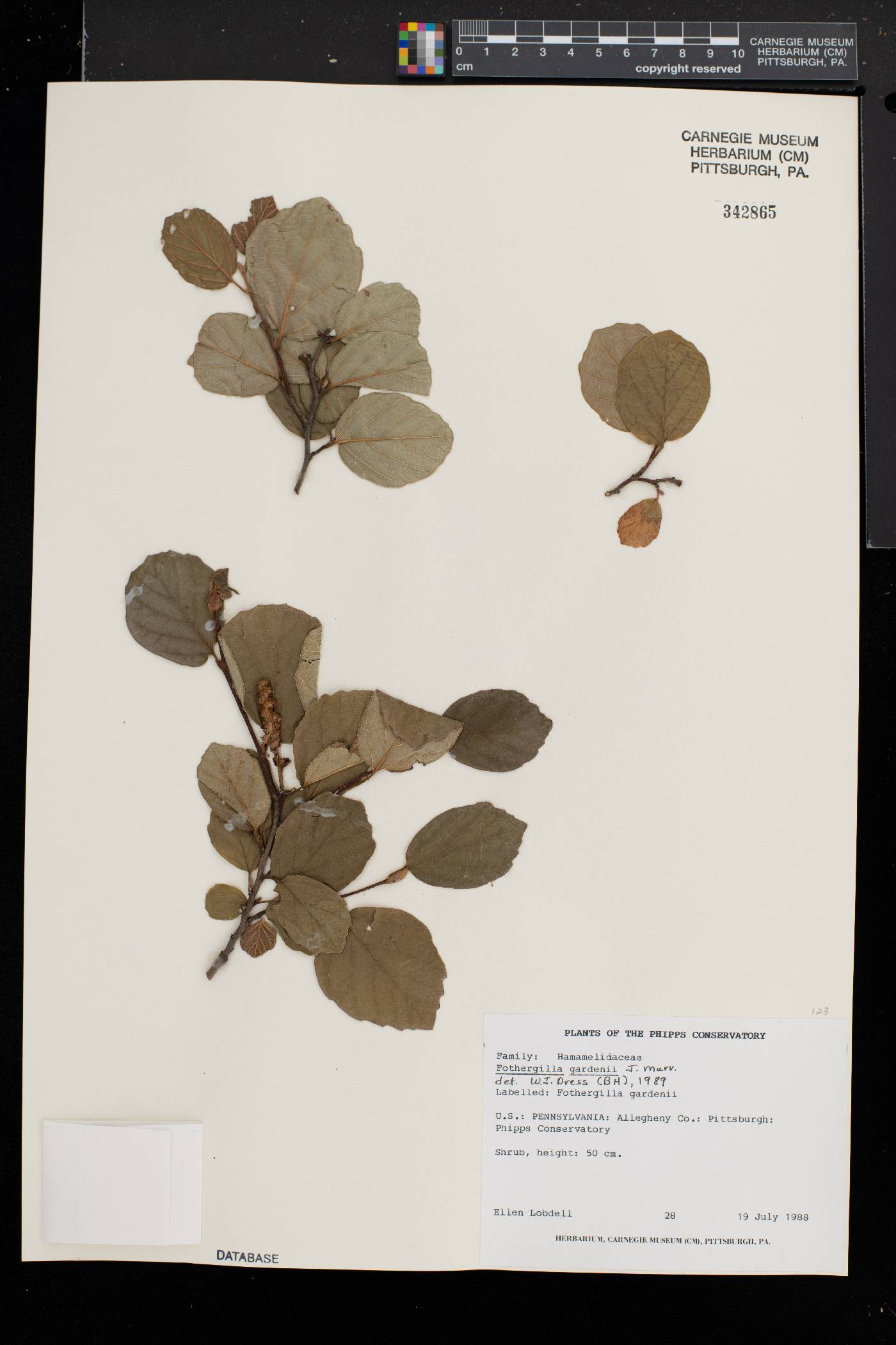 Fothergilla gardenii image