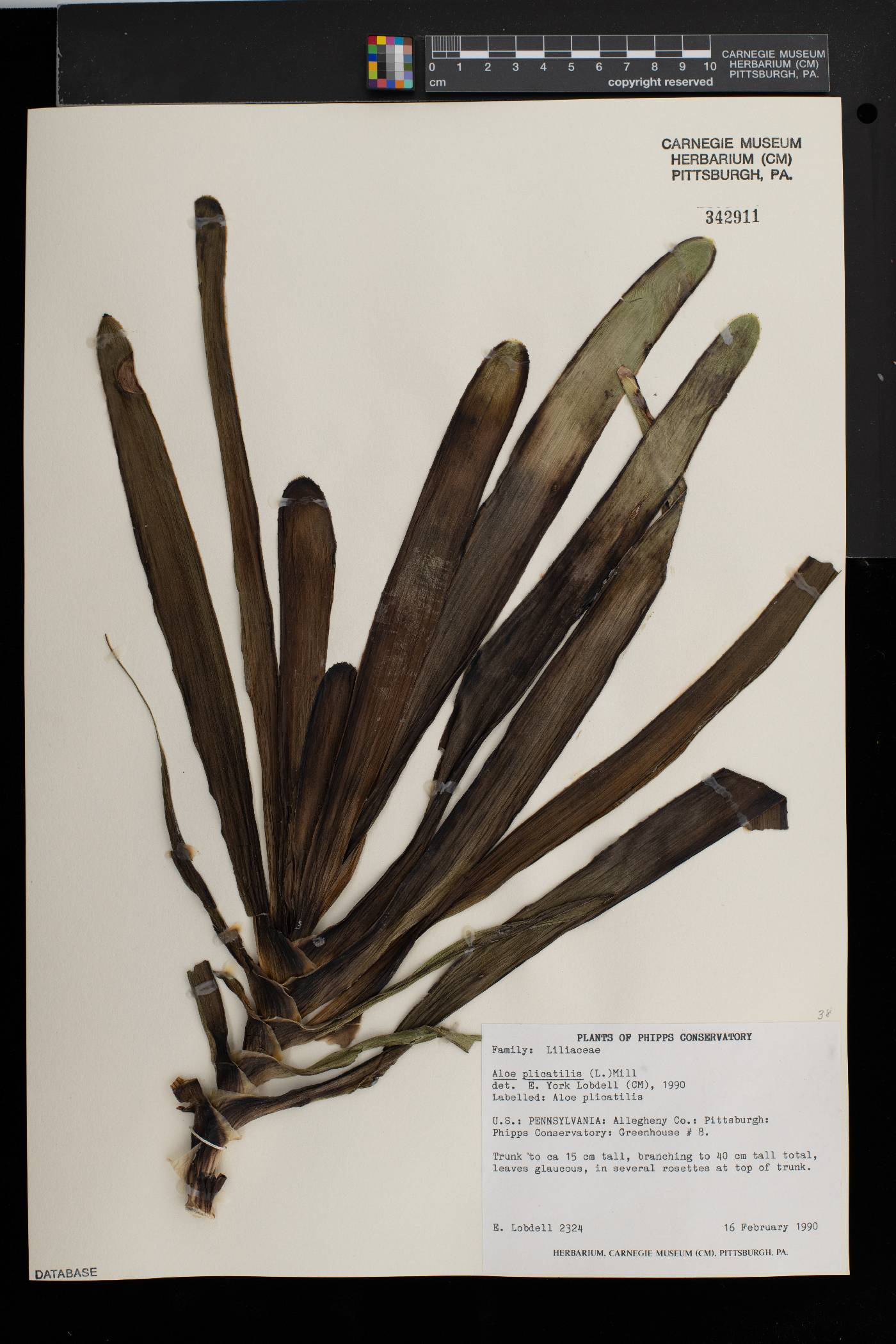 Aloe plicatilis image