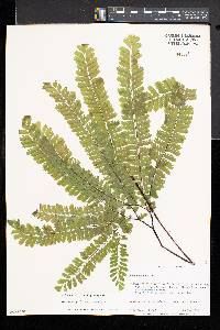 Adiantum aleuticum image