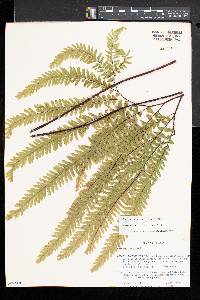 Adiantum aleuticum image