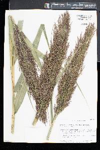 Phragmites australis image