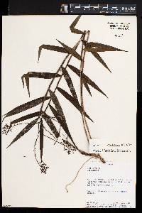 Epidendrum parviflorum image