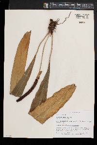 Image of Anthurium bakeri