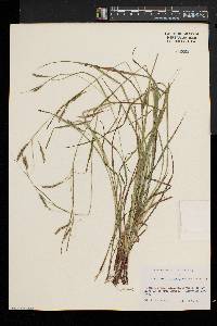 Carex debilis var. rudgei image