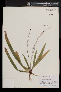 Carex plantaginea image