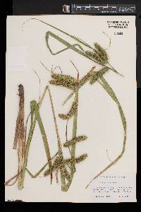 Carex comosa image