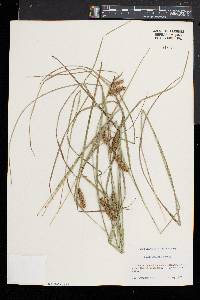 Carex baileyi image