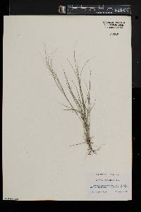 Aristida oligantha image