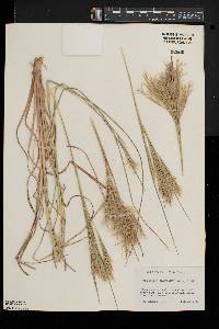 Andropogon glomeratus image