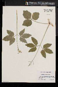 Cardamine diphylla image