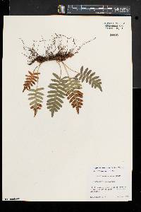 Polypodium appalachianum image