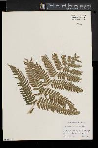 Dryopteris goldieana image