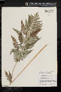 Athyrium filix-femina var. asplenioides image