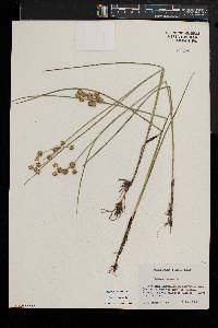 Juncus nodosus image