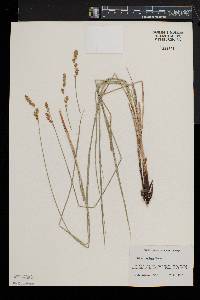 Carex prairea image