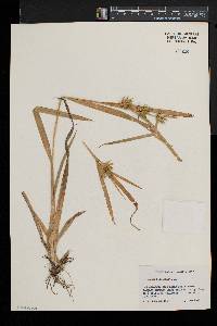 Carex folliculata image