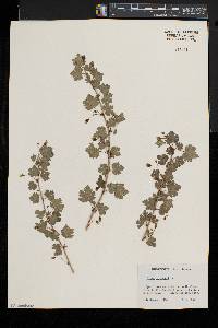 Ribes cynosbati var. cynosbati image