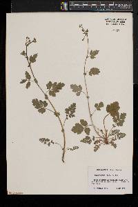 Geum vernum image