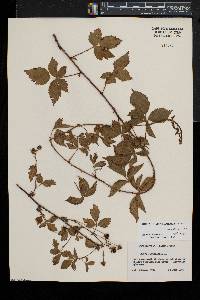 Rubus flagellaris image