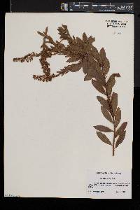 Spiraea alba image