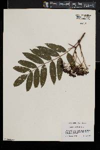 Sorbus americana image