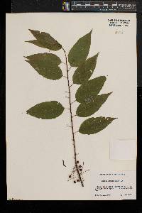 Prunus pensylvanica image