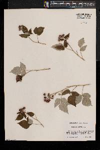 Rubus occidentalis image