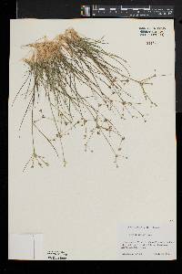 Juncus debilis image