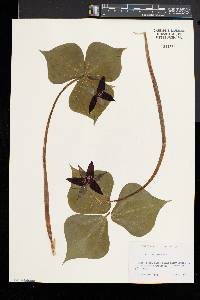 Trillium erectum image