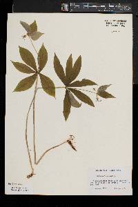 Medeola virginiana image