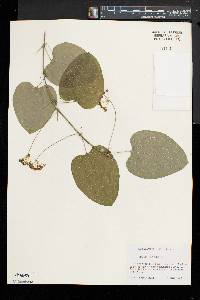 Smilax herbacea image