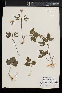 Cardamine angustata image