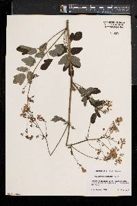 Thalictrum pubescens image