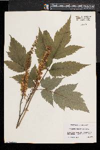 Actaea racemosa image