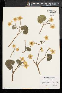 Caltha palustris image