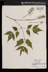 Actaea alba image