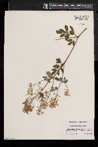 Thalictrum pubescens image